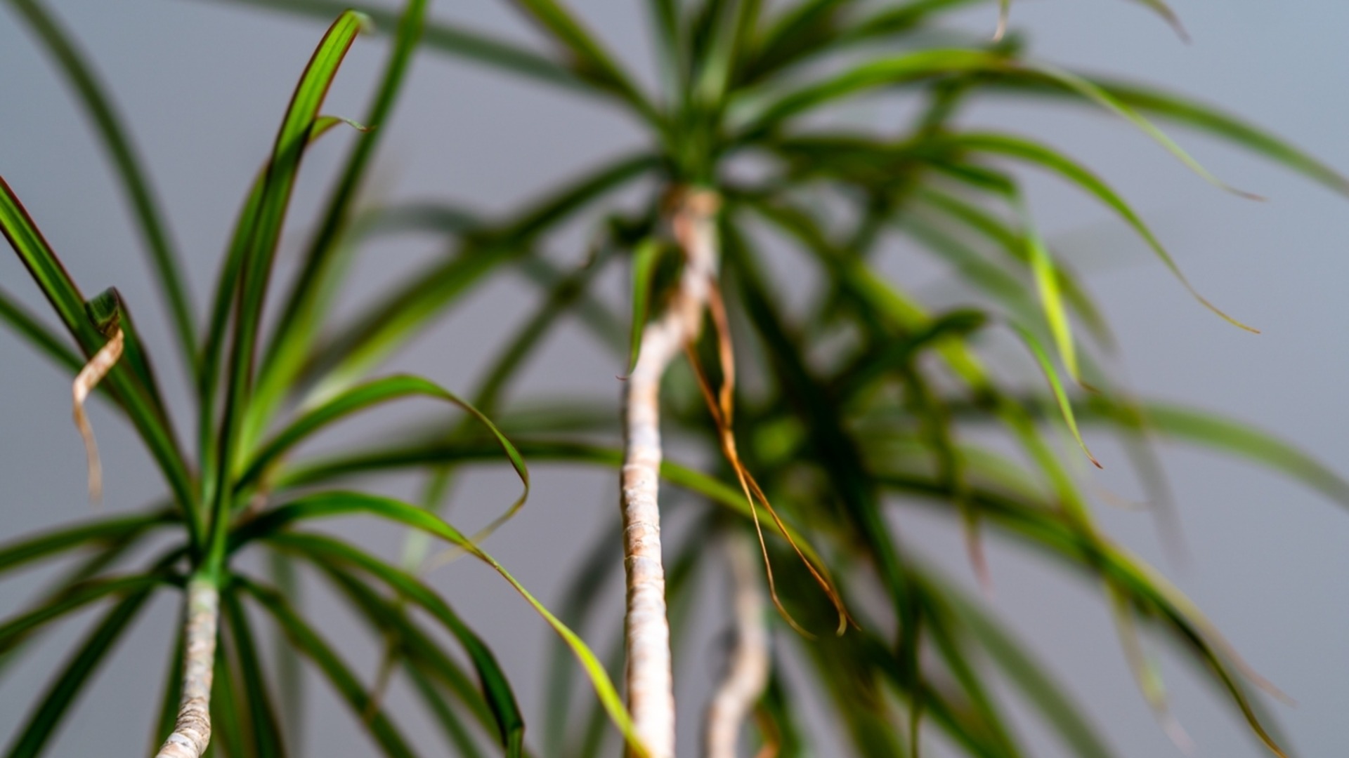 Защитите свои тропические комнатные растения зимой с помощью этого хитрого трюка