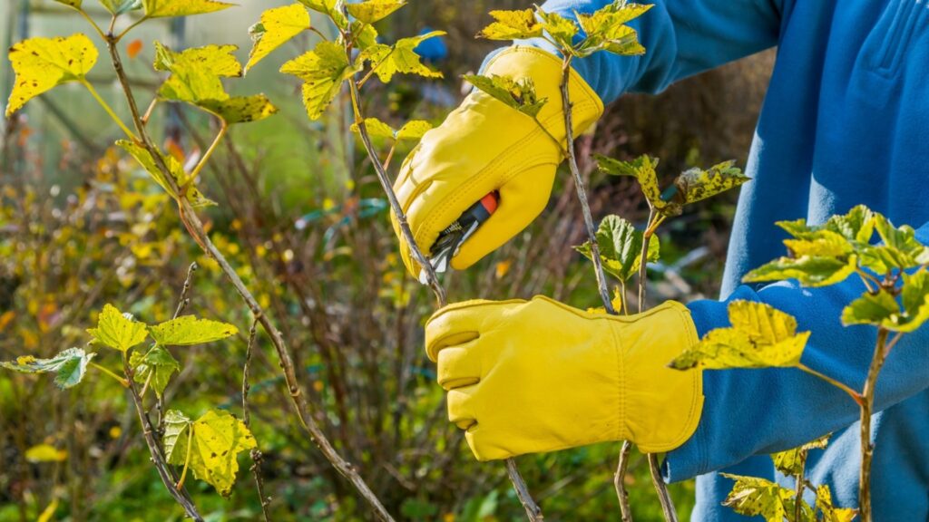 Обрезка и пригибание роз в декабре – это поможет им пережить зиму