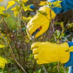 Обрезка и пригибание роз в декабре – это поможет им пережить зиму