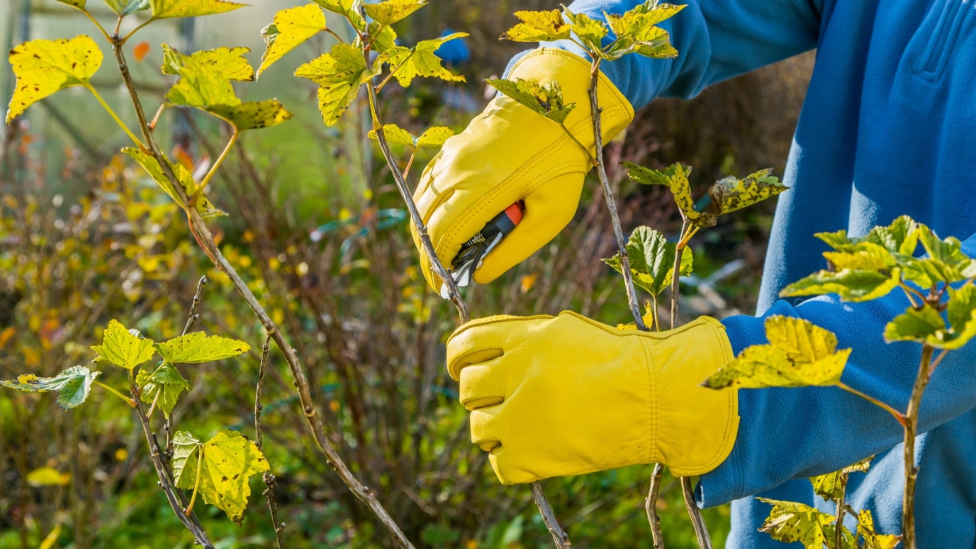 Обрезка и пригибание роз в декабре – это поможет им пережить зиму