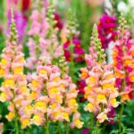 Цветок, который следует посадить в ноябре, чтобы весной он зацвел раньше и дольше.