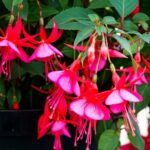 Трюк с прищипыванием, который заставит ваш рождественский кактус цвести как сумасшедший