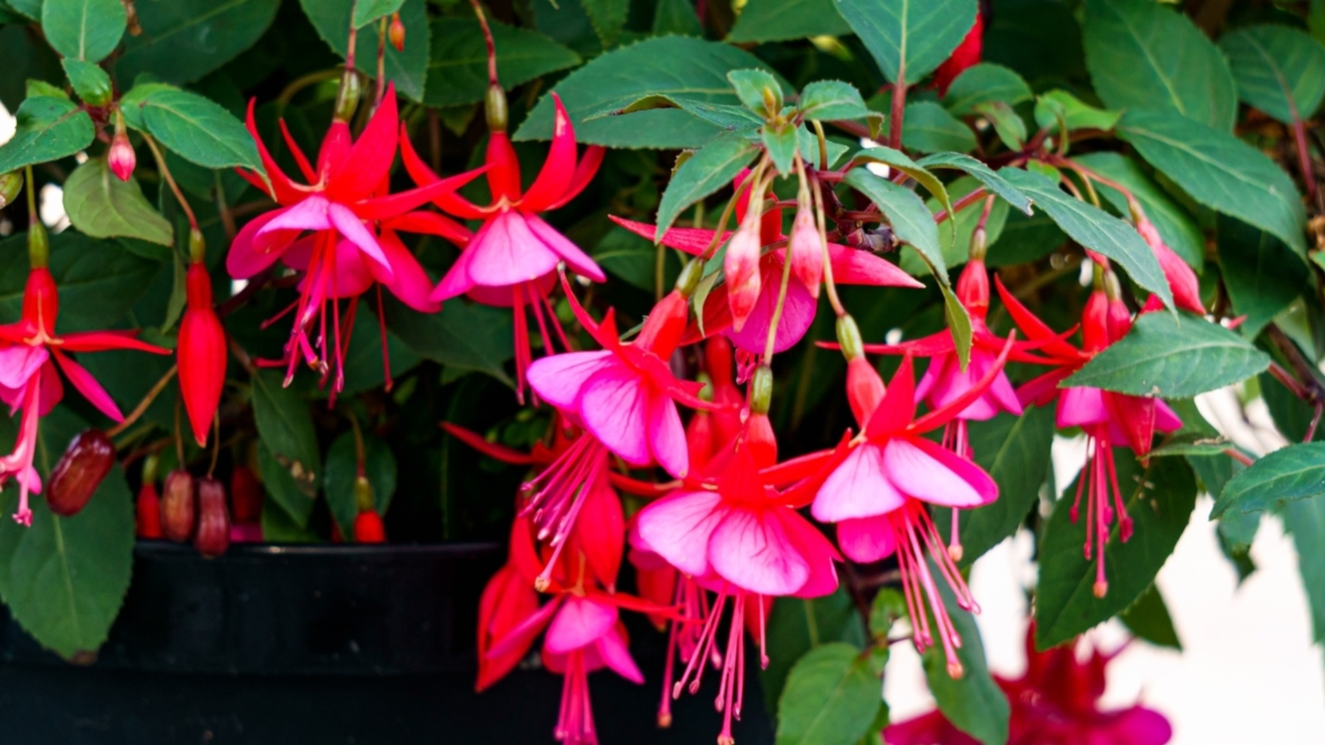 Трюк с прищипыванием, который заставит ваш рождественский кактус цвести как сумасшедший