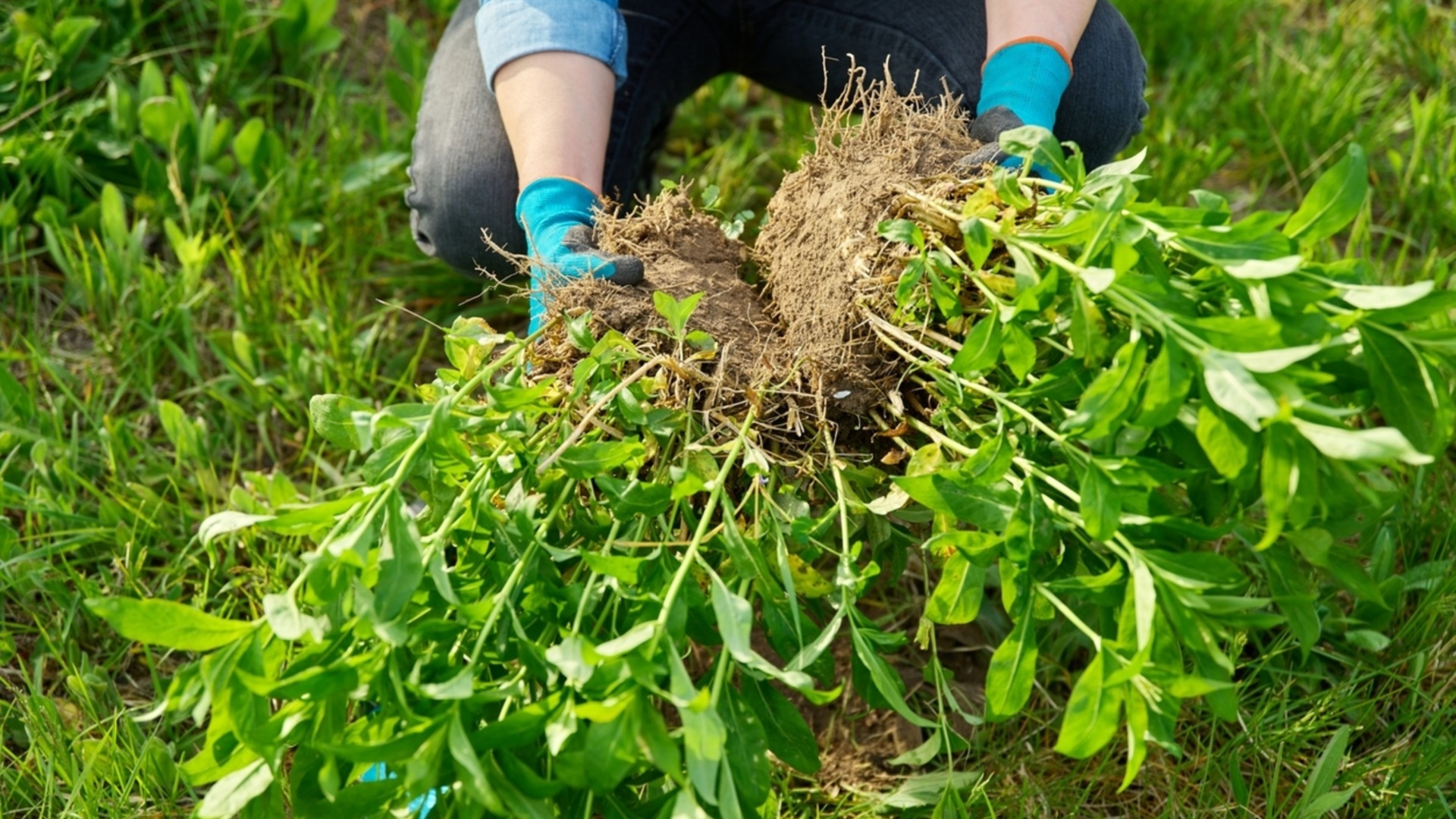 Как разделить растения, не повредив корни
