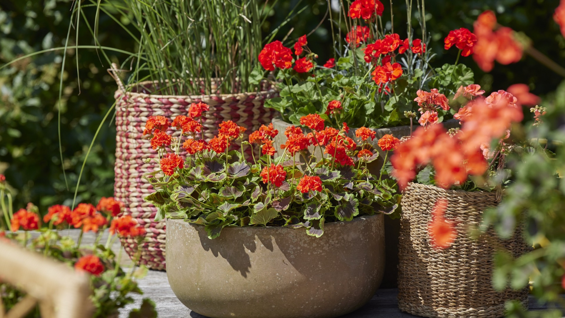 Может ли герань перезимовать на улице и в каких условиях