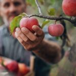 Даже самое старое яблоко начнет плодоносить, если сделать это до зимы.