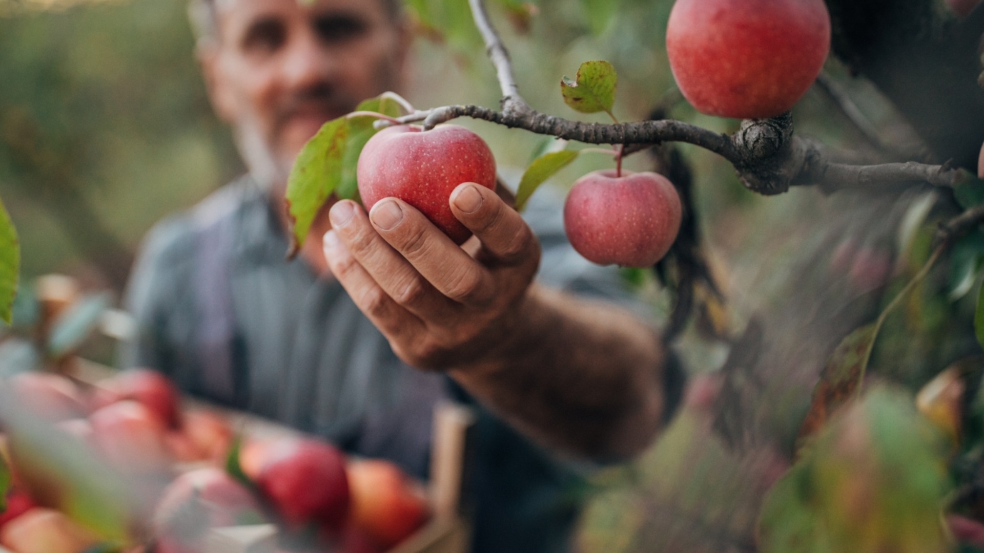 Даже самое старое яблоко начнет плодоносить, если сделать это до зимы.