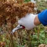 Забудьте о ножницах: есть лучший и простой способ подстригать кусты.