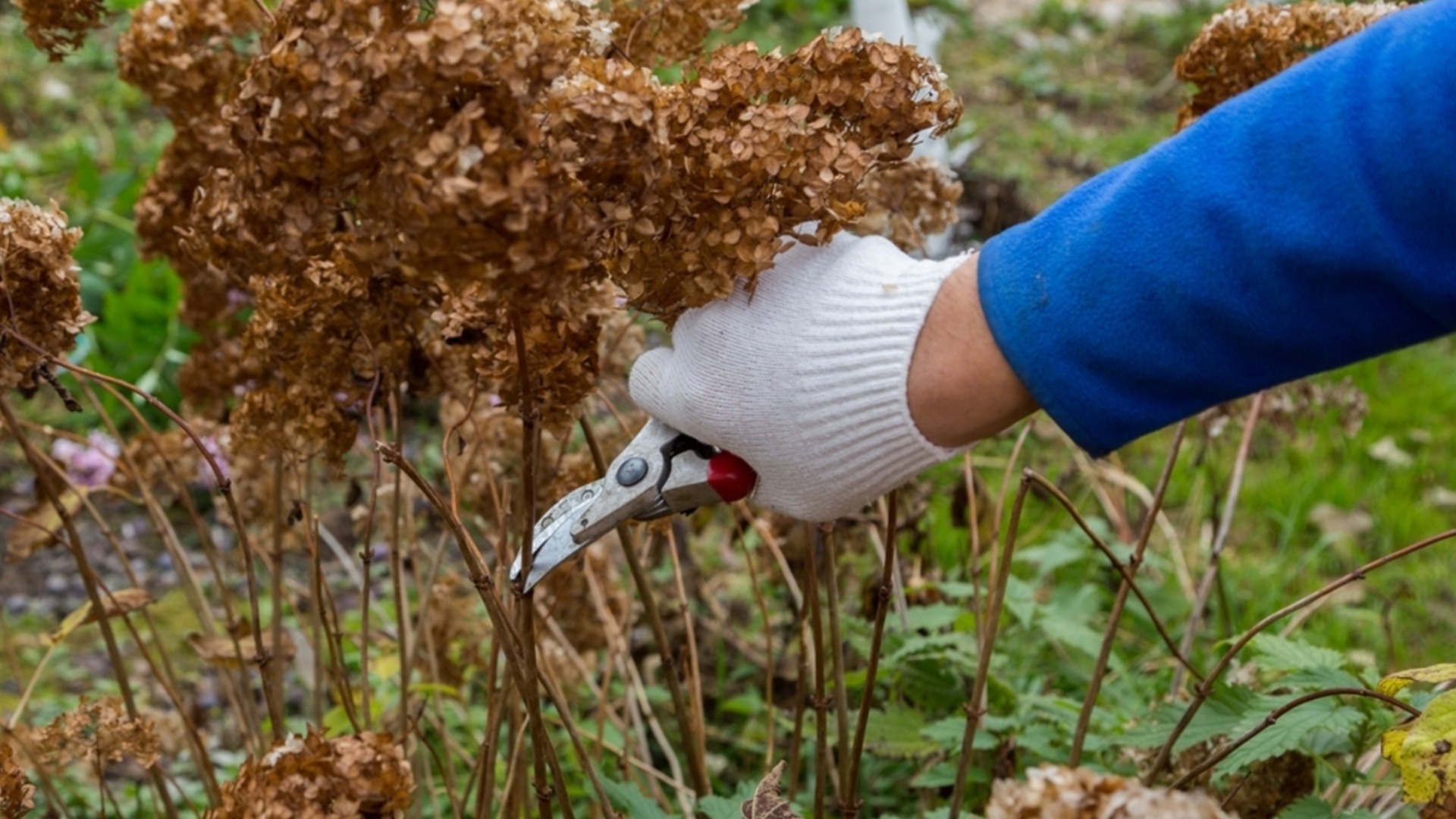 Забудьте о ножницах: есть лучший и простой способ подстригать кусты.