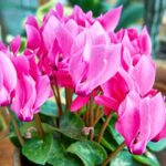 Почему ваш цикламен вдруг поникает?