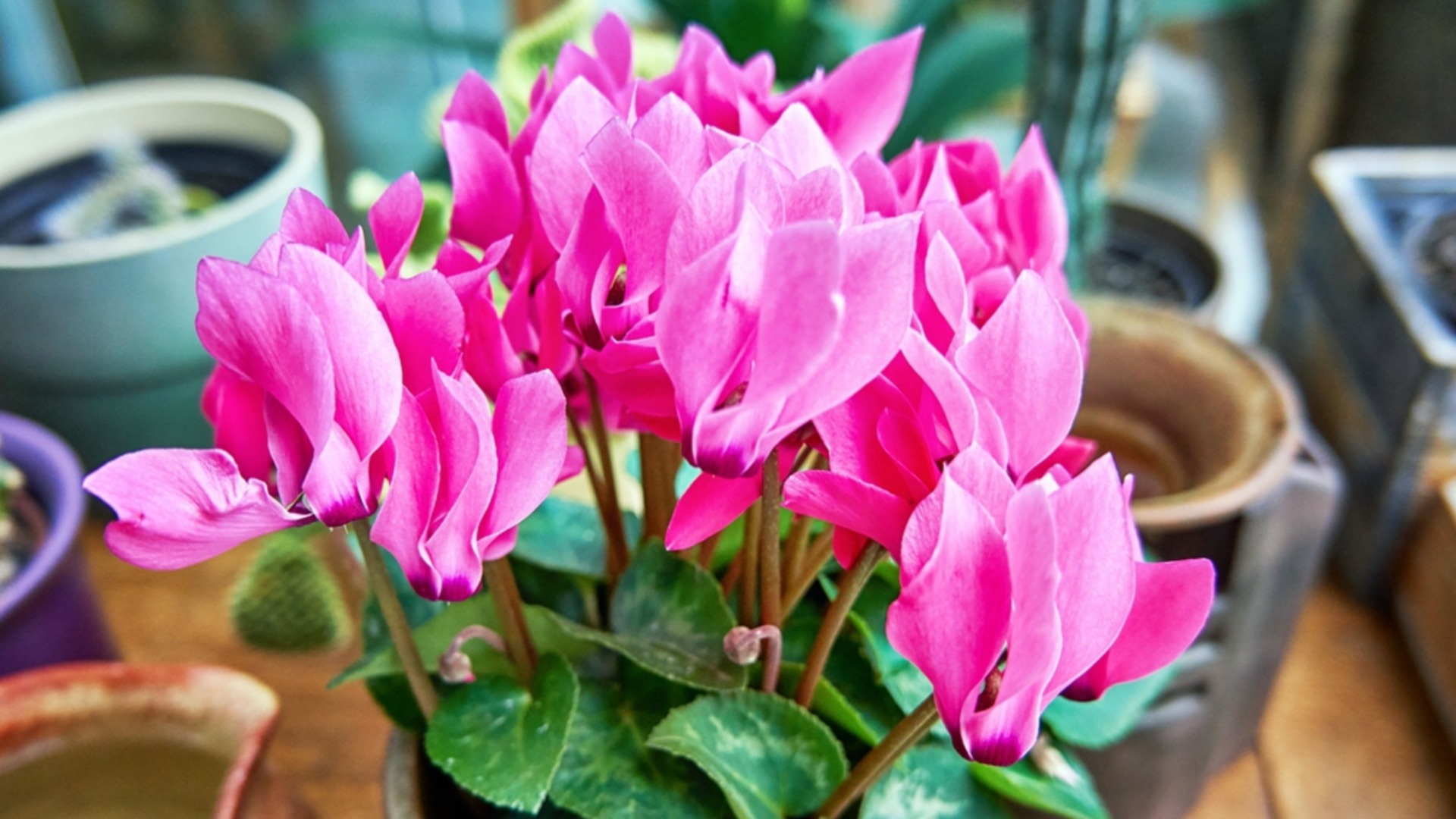 Почему ваш цикламен вдруг поникает?