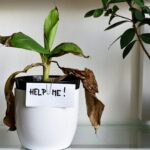 Причины, по которым желтеют листья ваших комнатных растений – и как этого избежать