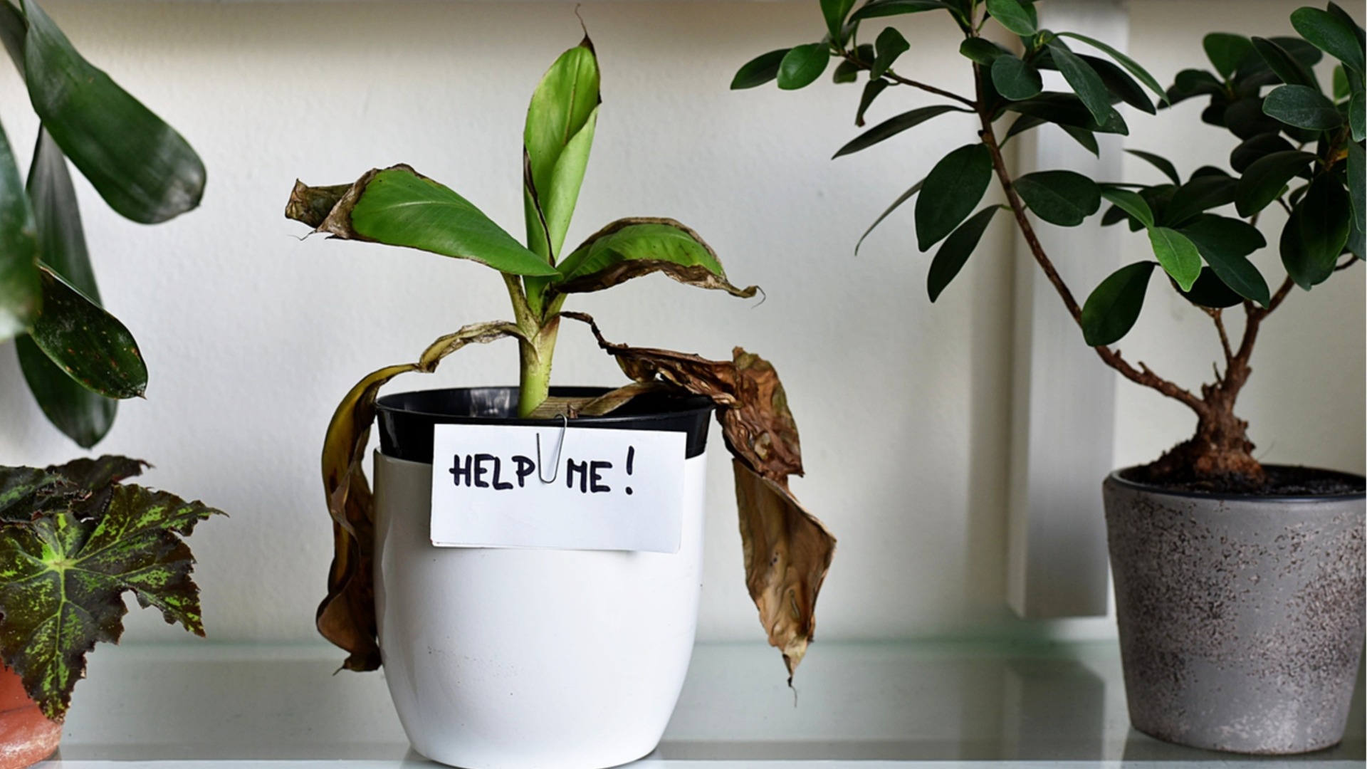 Причины, по которым желтеют листья ваших комнатных растений – и как этого избежать