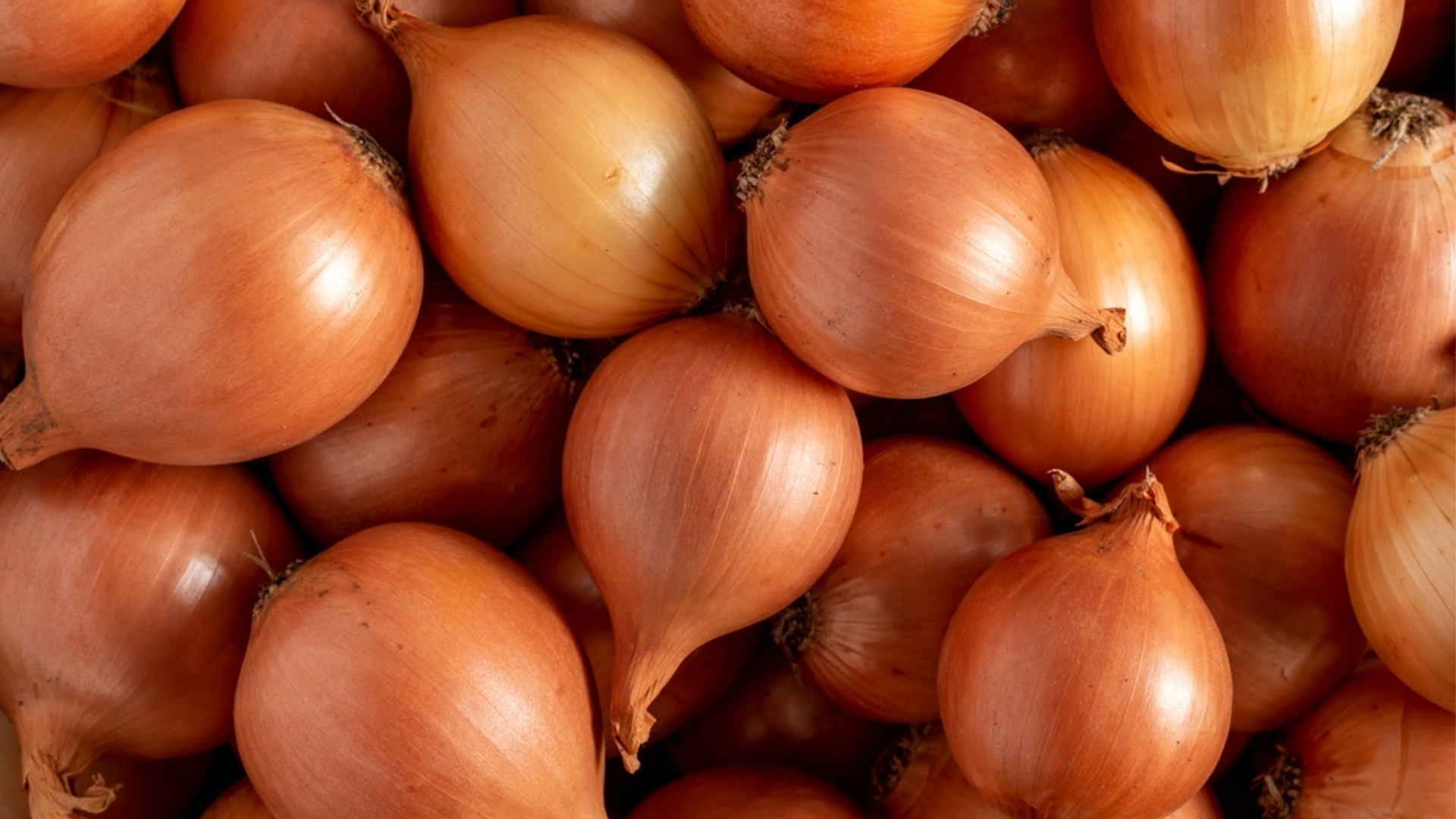 Когда лучше сажать озимый лук