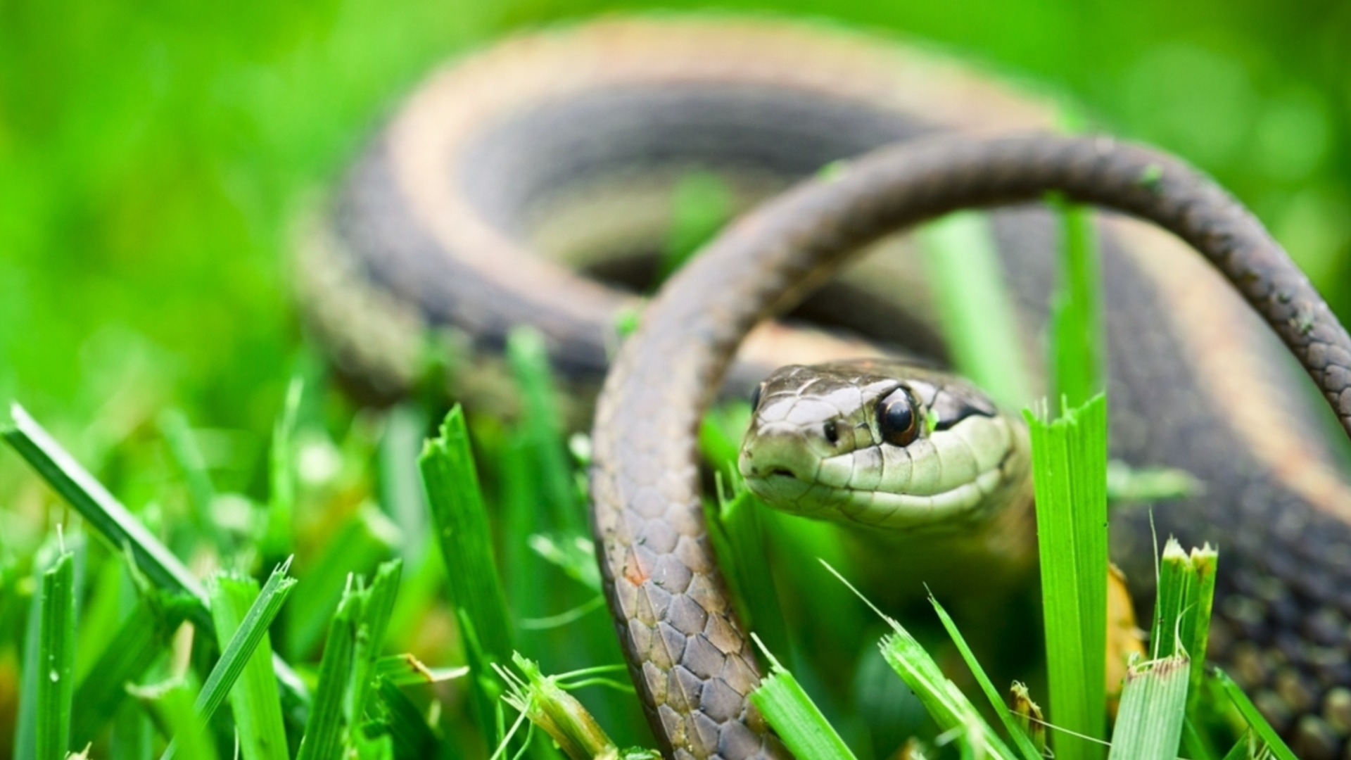 В какой части вашего участка зимуют змеи?