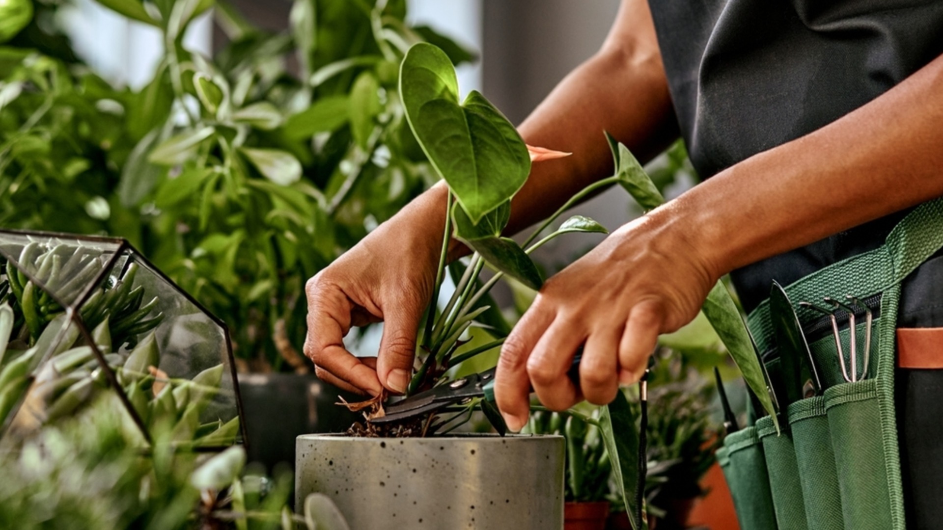 Комнатные растения, которые можно размножать зимой