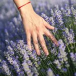 Подготовьте растения лаванды к зиме с помощью простой добавки в почву.