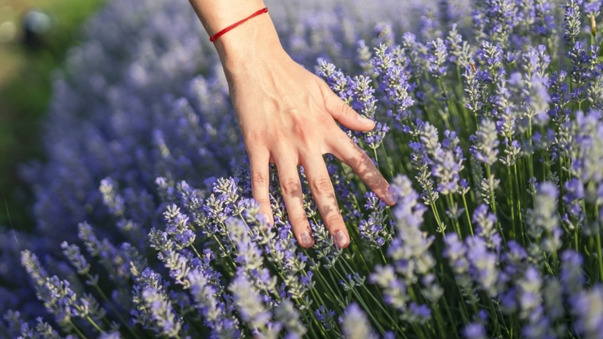 Подготовьте растения лаванды к зиме с помощью простой добавки в почву.