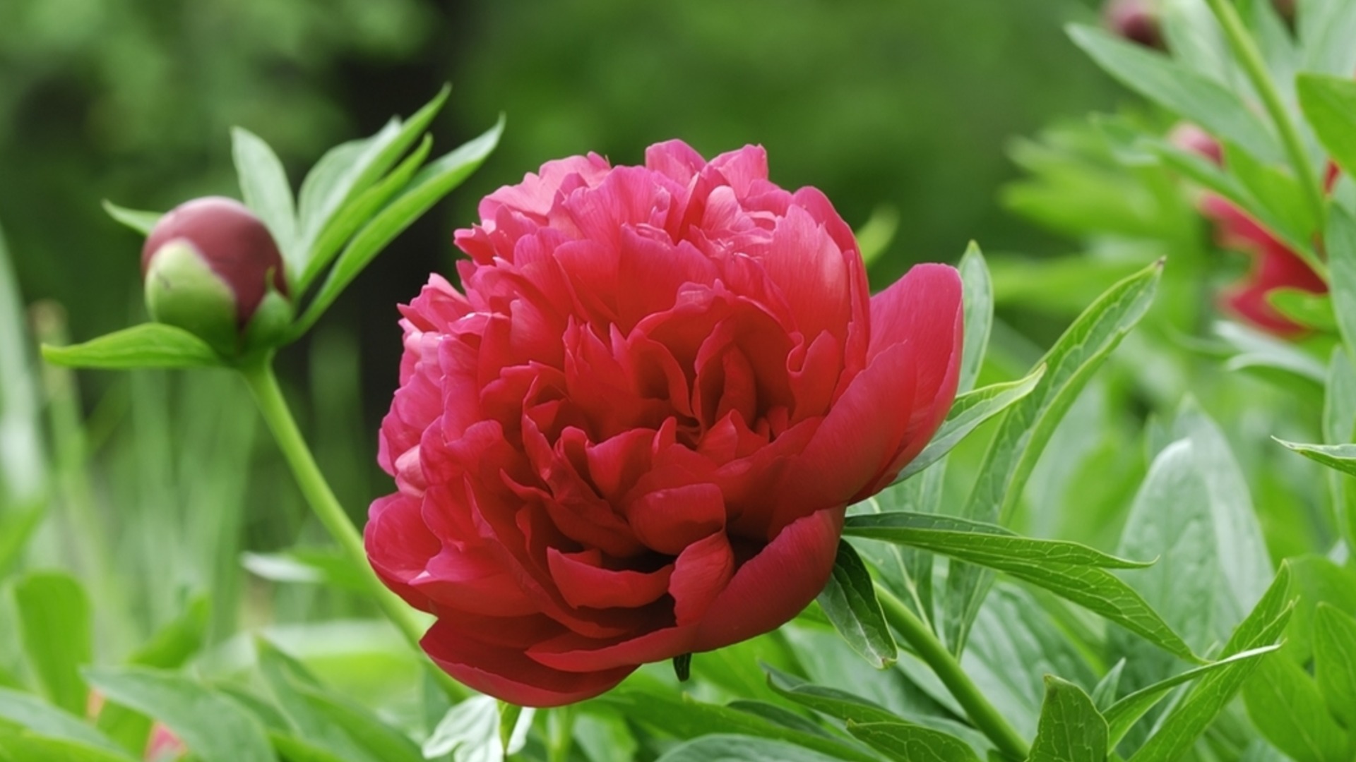 Как подготовить пионы к зиме в ноябре?