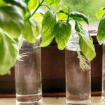 Как вырастить свежий базилик в старой бутылке для огорода на кухне