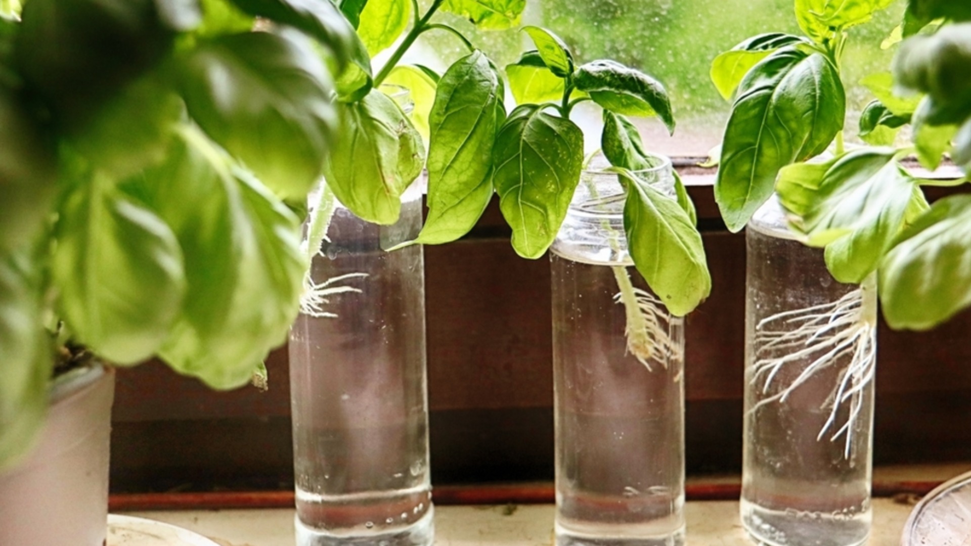 Как вырастить свежий базилик в старой бутылке для огорода на кухне