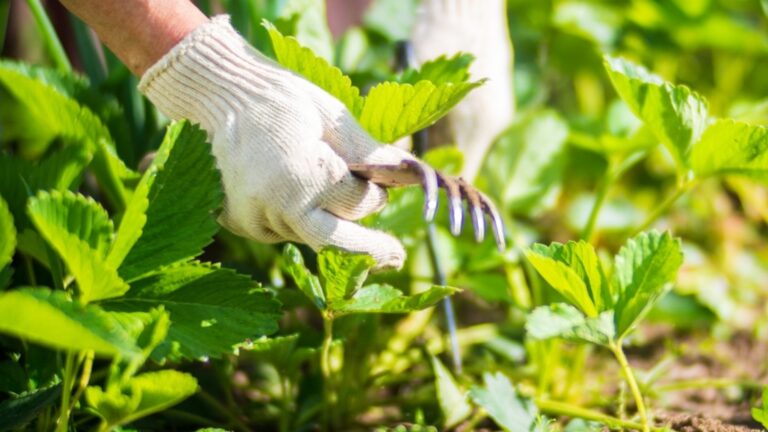 Уход за растениями клубники осенью