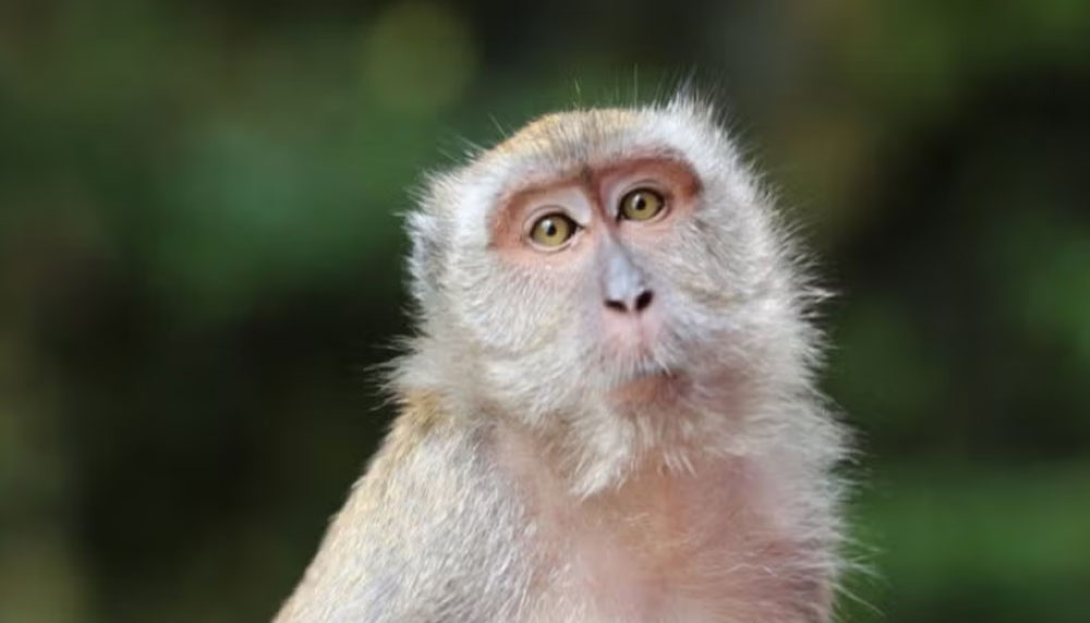 FDA отказывается от доклинических испытаний на приматах