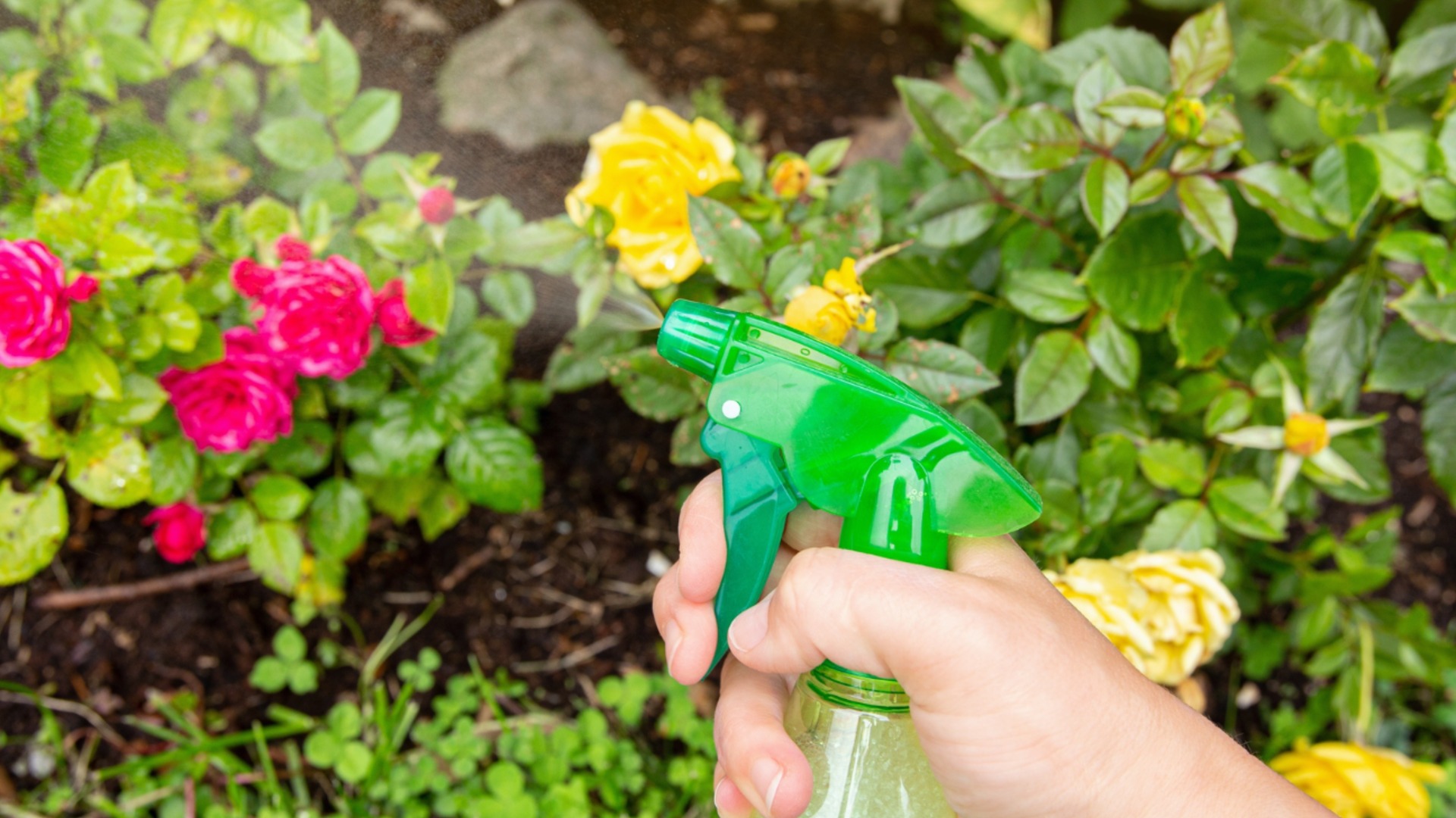 Как избавиться от садовых вредителей с помощью масла