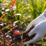 Растения-компаньоны, которые сделают ваш куст черники процветающим.