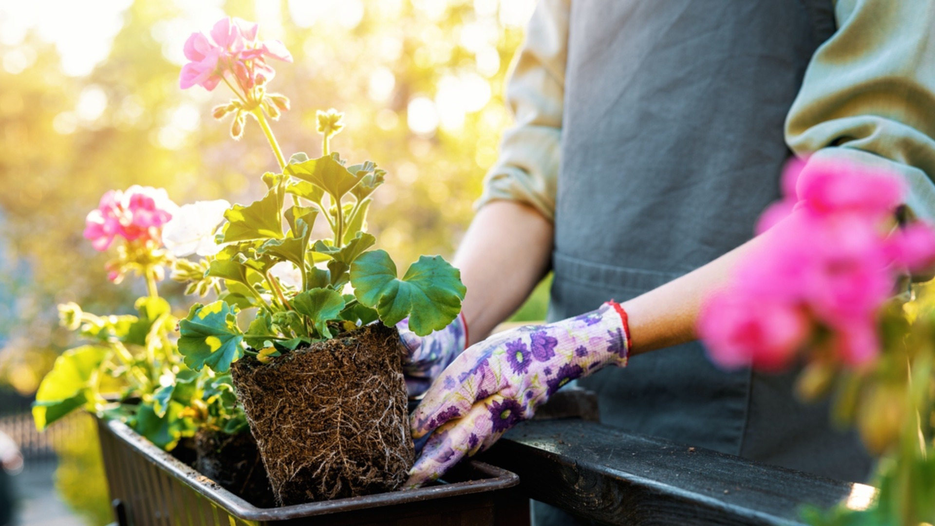 Как защитить герань от вредителей и плесени зимой