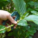 Овощи, которые можно легко размножить черенками зимой