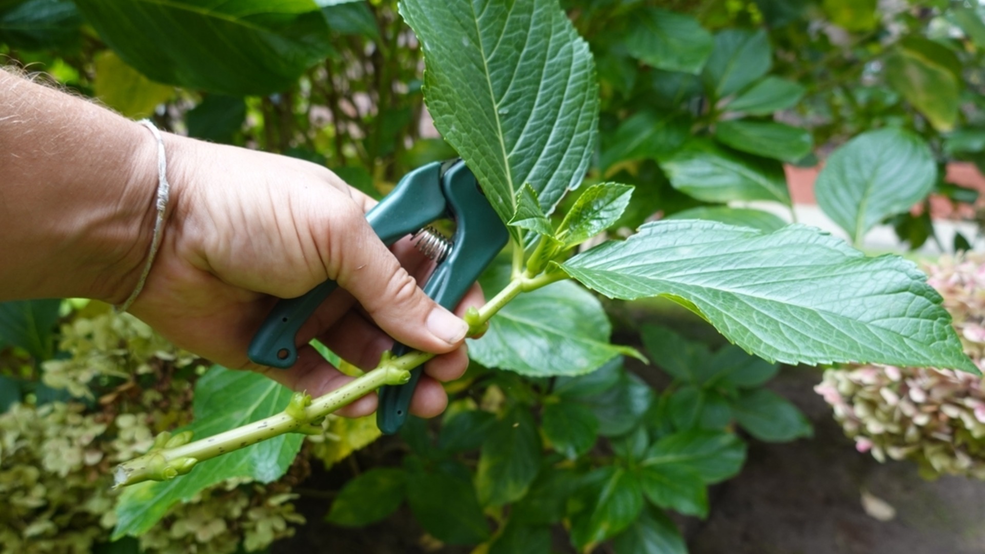 Овощи, которые можно легко размножить черенками зимой