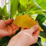 6 причин, почему желтеют комнатные растения. Как пережить зиму?