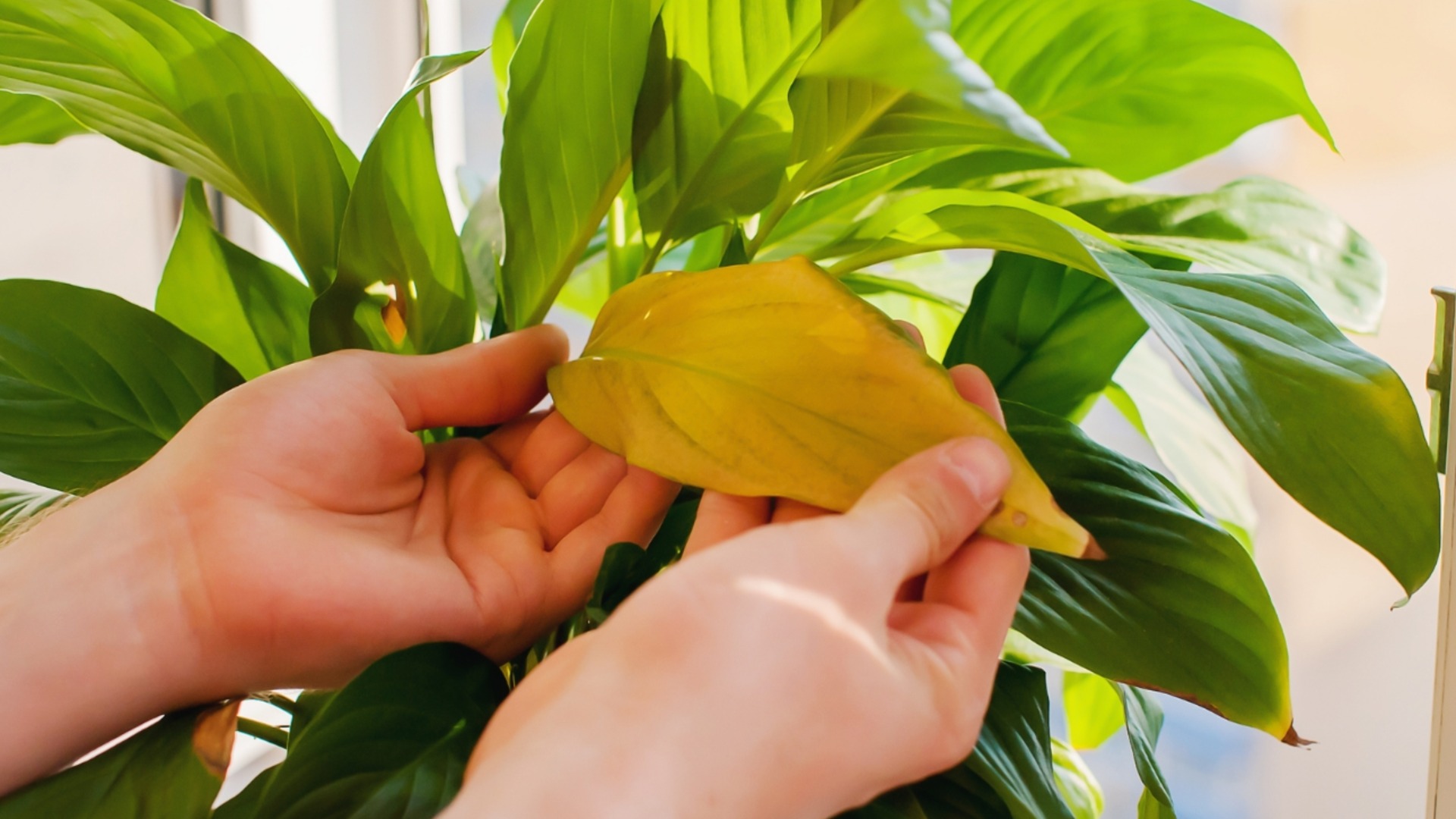 6 причин, почему желтеют комнатные растения. Как пережить зиму?