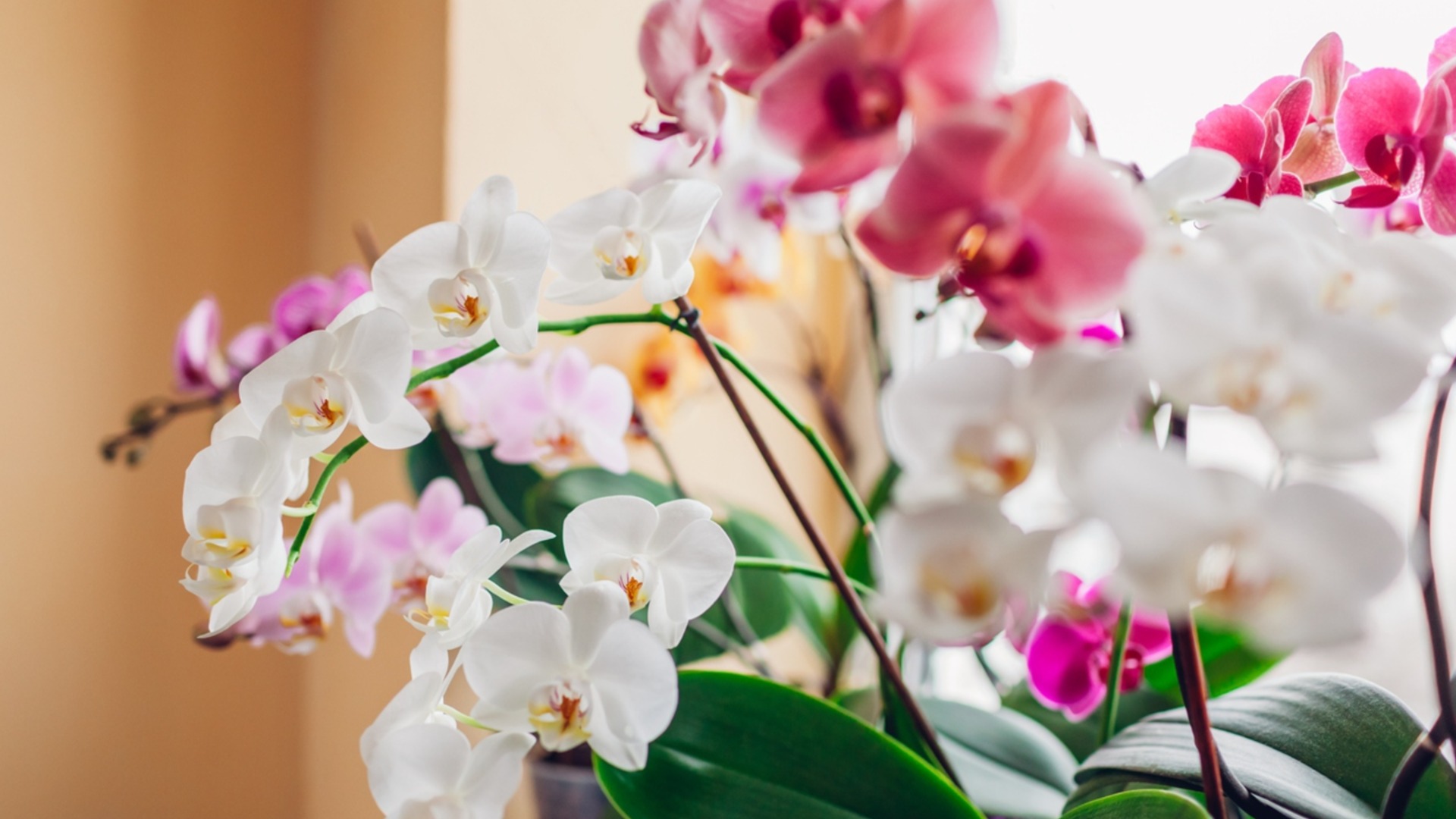 Как узнать, что орхидее зимой нужно больше света