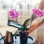 Секрет здоровых орхидей зимой – ошибка, которую совершают все