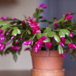 Советы и рекомендации, которые помогут обеспечить цветение рождественского кактуса