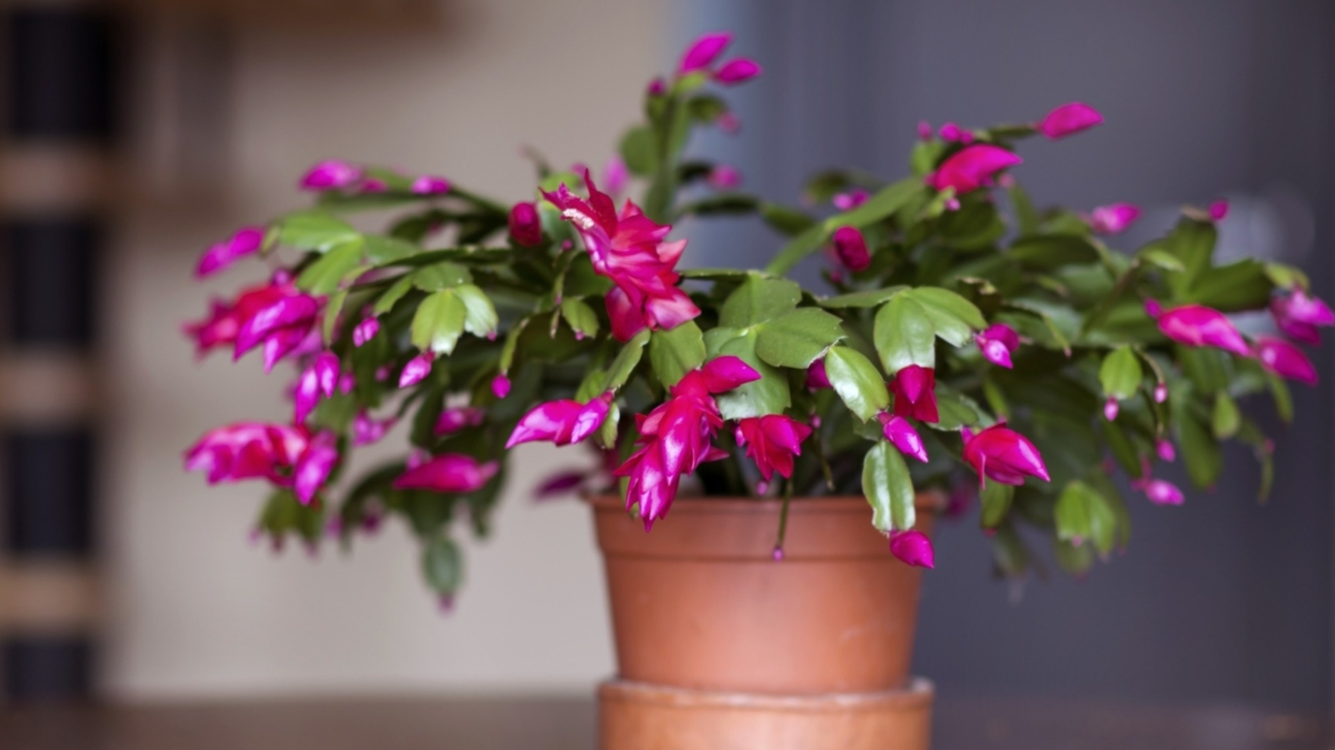 Советы и рекомендации, которые помогут обеспечить цветение рождественского кактуса