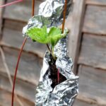 Укутайте фруктовые деревья перед зимой, и вы не пожалеете – урожай следующего года будет больше, чем вы думаете.