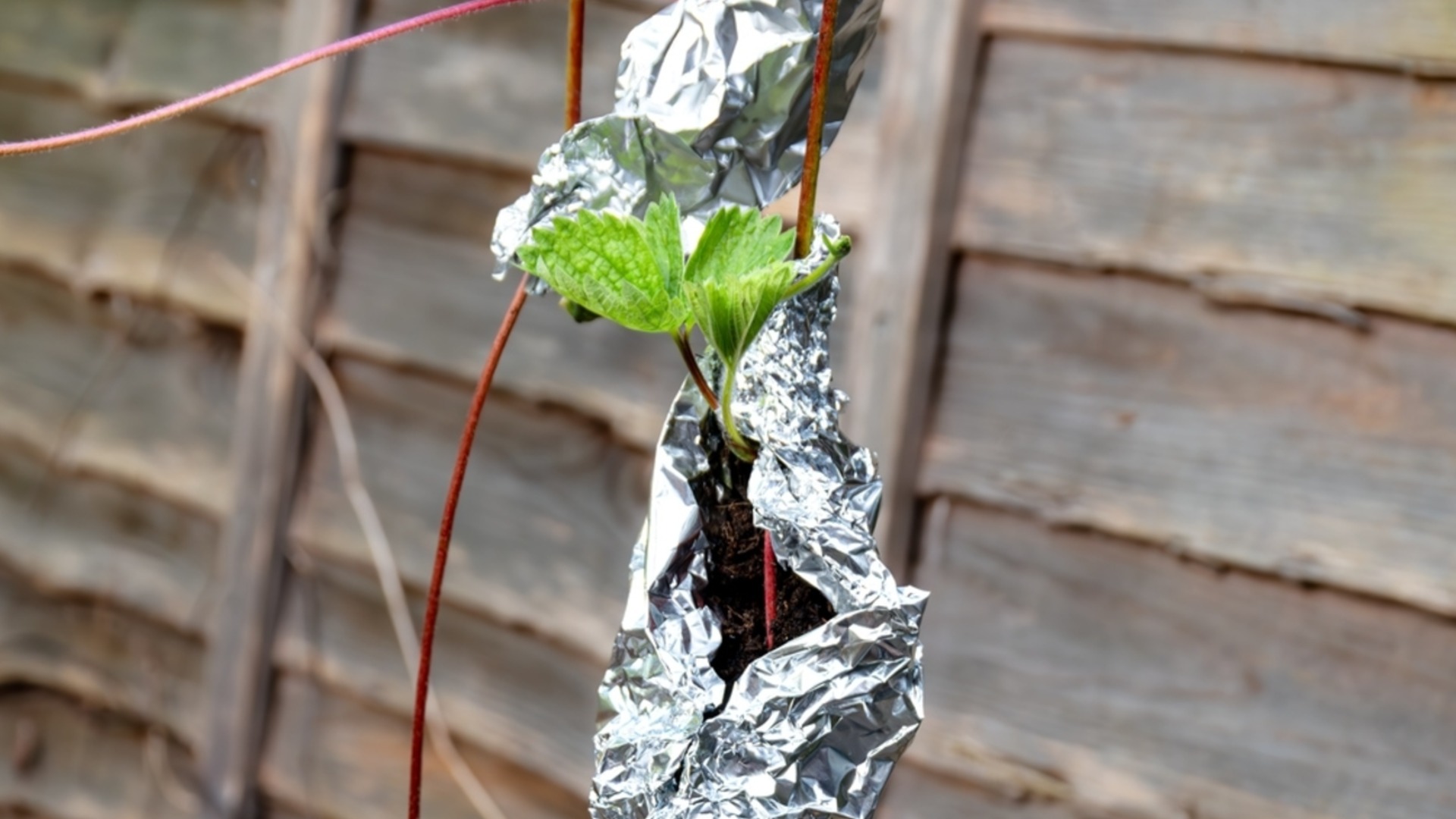 Укутайте фруктовые деревья перед зимой, и вы не пожалеете – урожай следующего года будет больше, чем вы думаете.