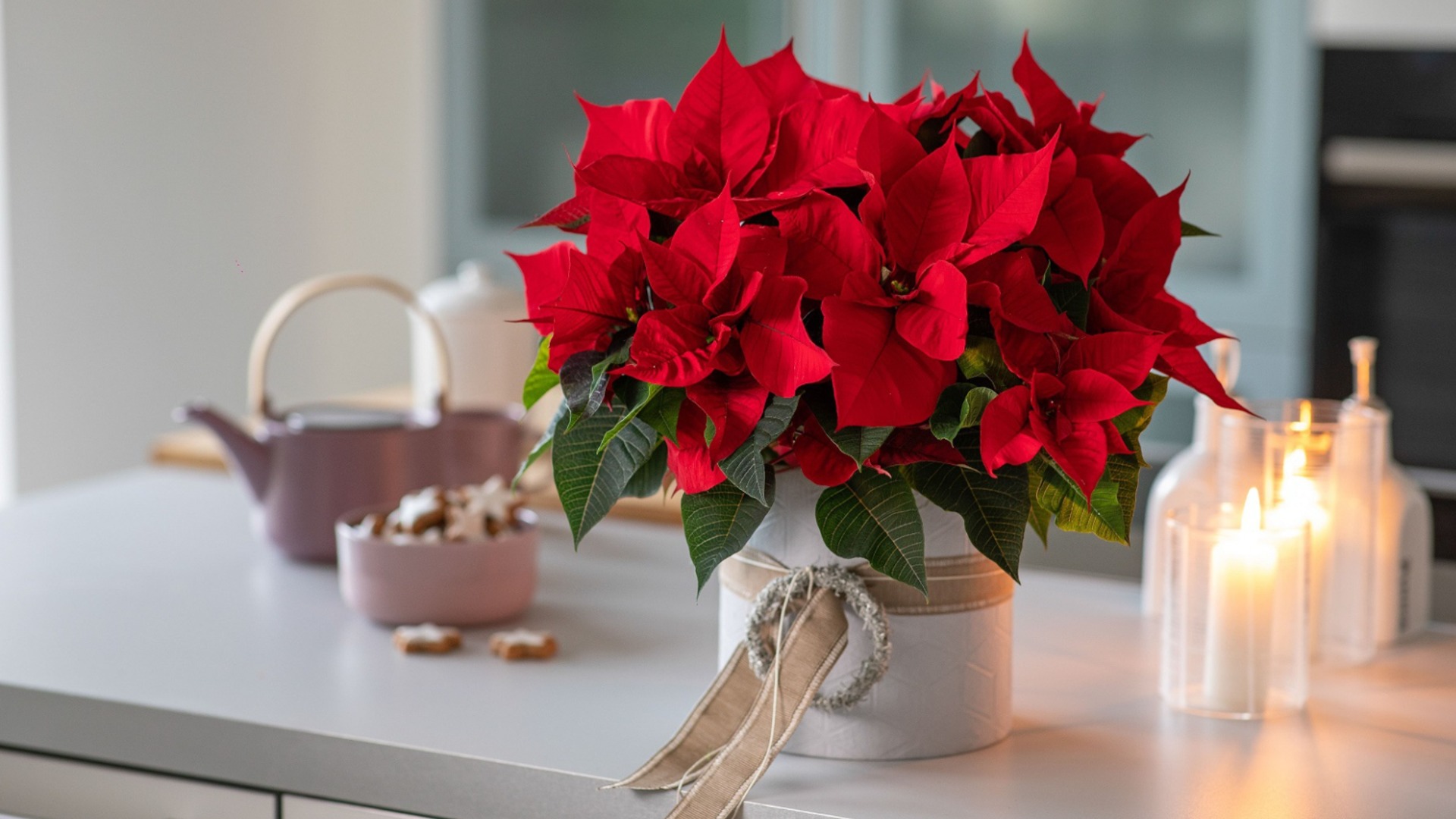 Зимние комнатные растения, которые растут в темноте