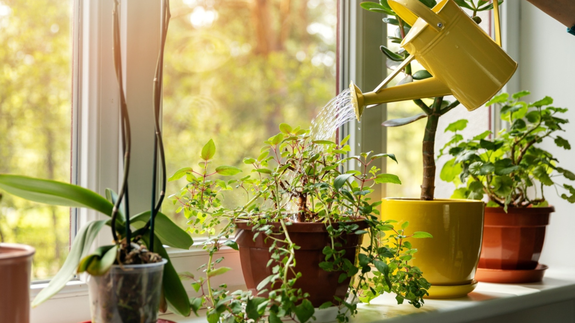 Каких ошибок следует избегать при поливе комнатных растений зимой