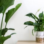 Распространенная ошибка при поливе мирной лилии