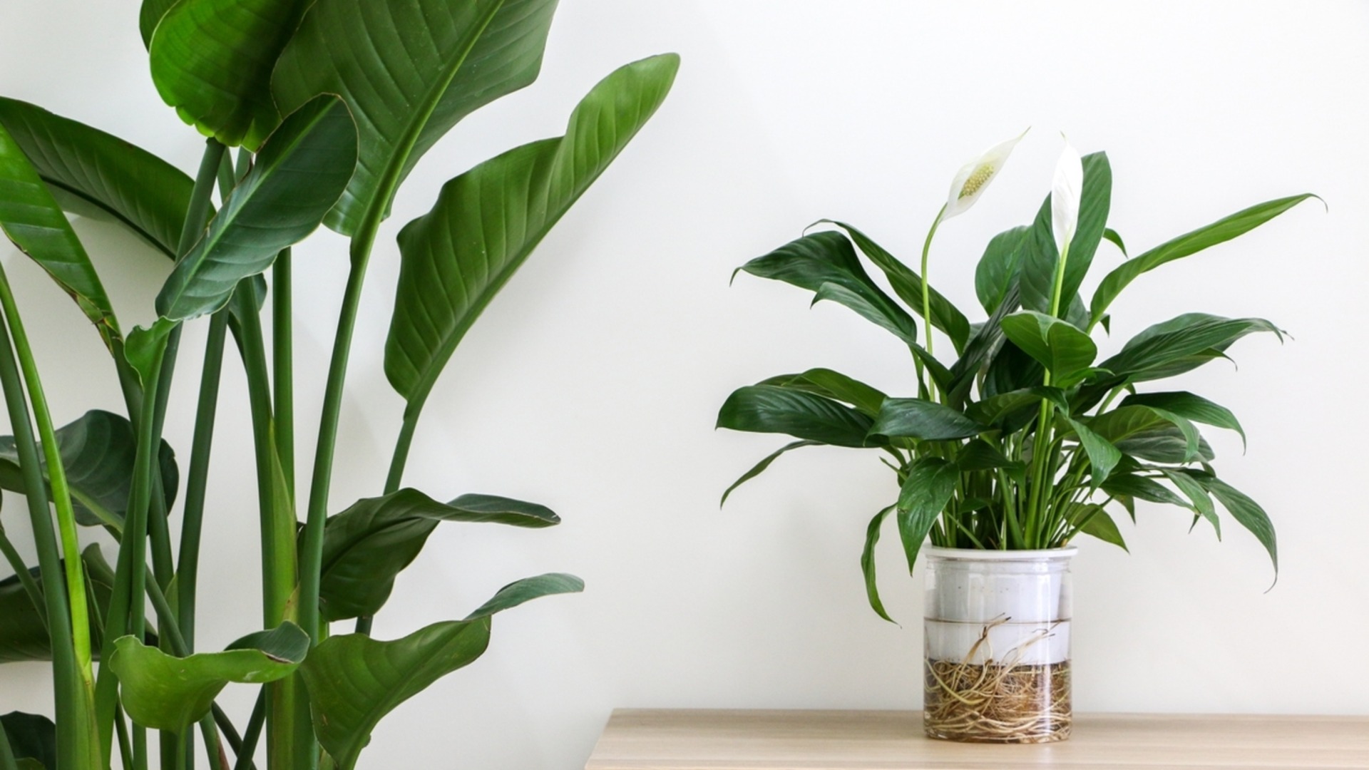 Распространенная ошибка при поливе мирной лилии