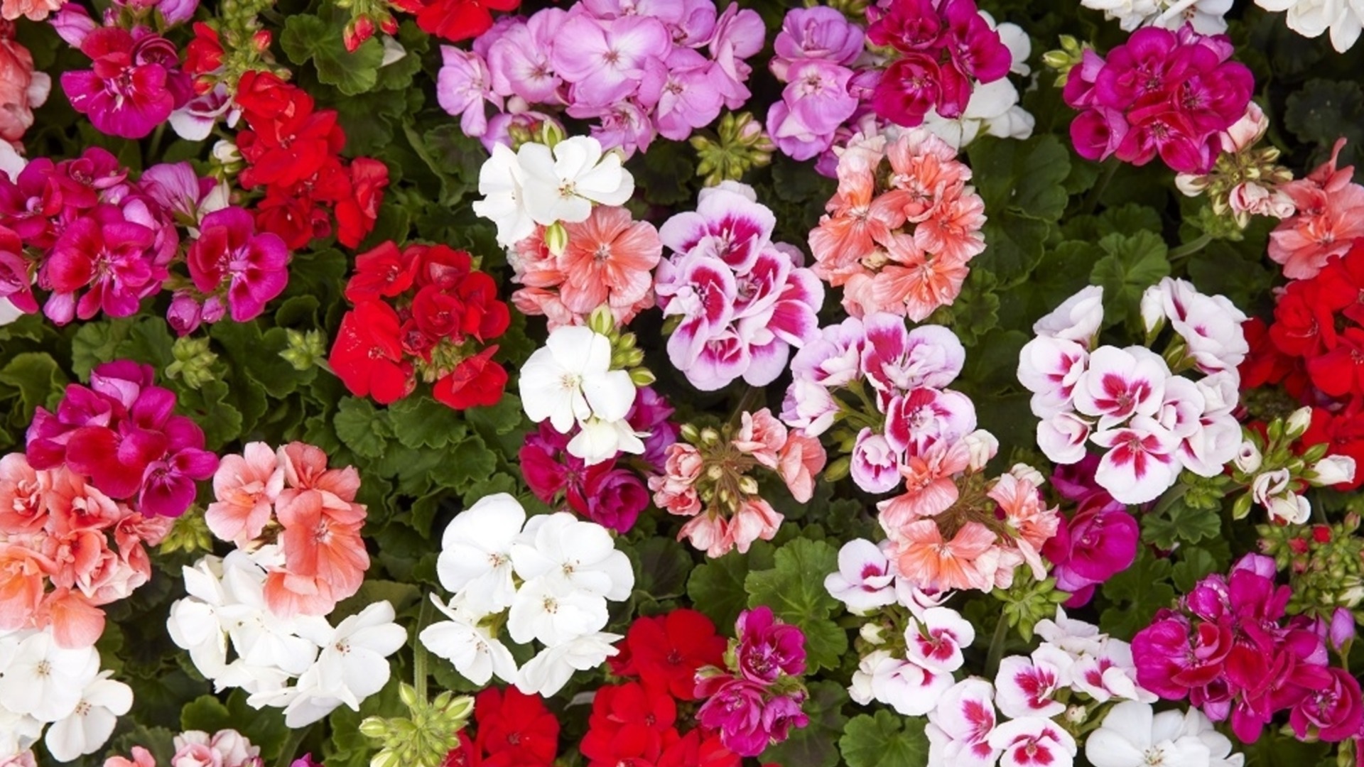 Что делать, если герань начала желтеть зимой