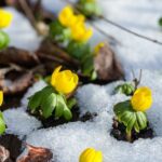 Многолетнее растение, которое следует сажать осенью, чтобы получить потрясающее цветение в конце зимы.