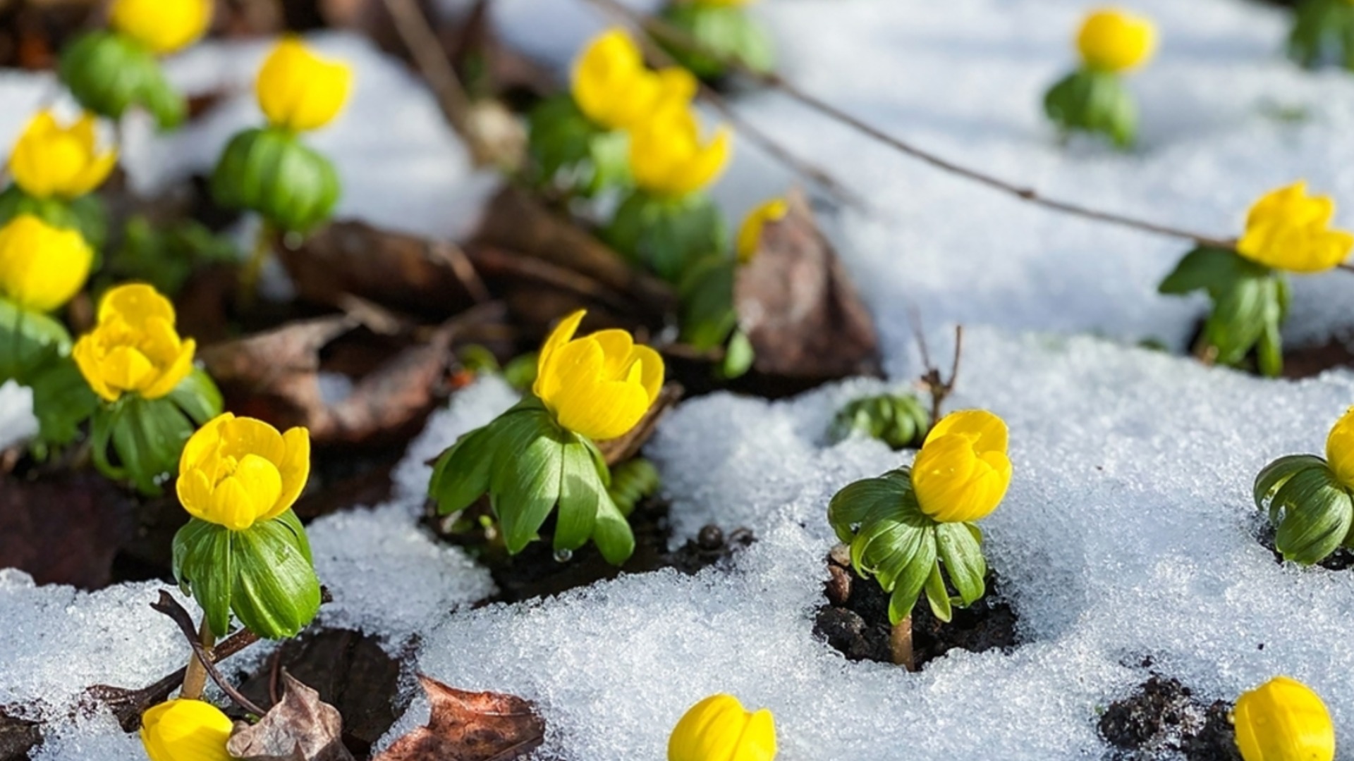 Многолетнее растение, которое следует сажать осенью, чтобы получить потрясающее цветение в конце зимы.