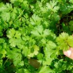 Как правильно поливать кинзу, чтобы растение было более здоровым