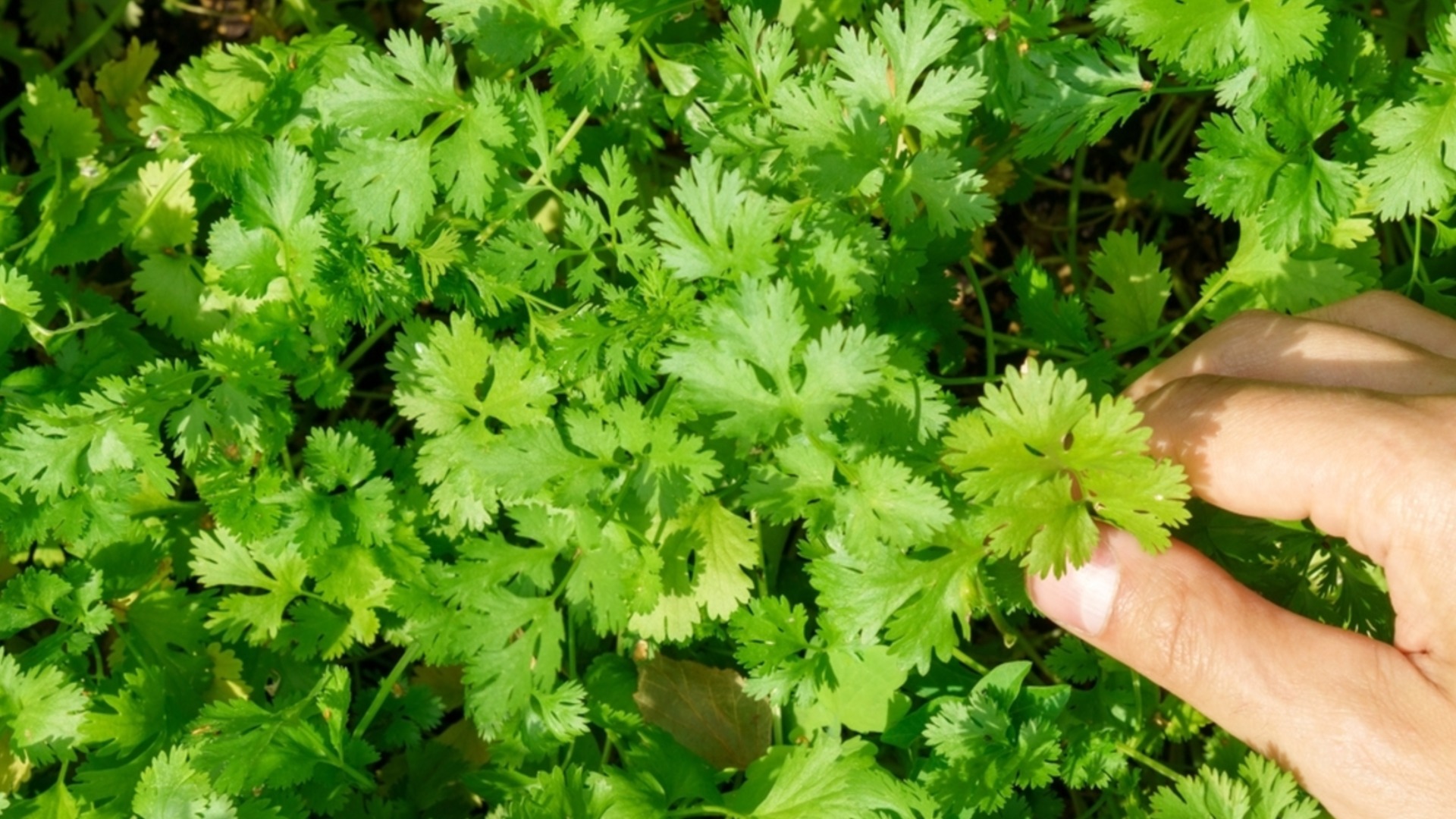 Как правильно поливать кинзу, чтобы растение было более здоровым