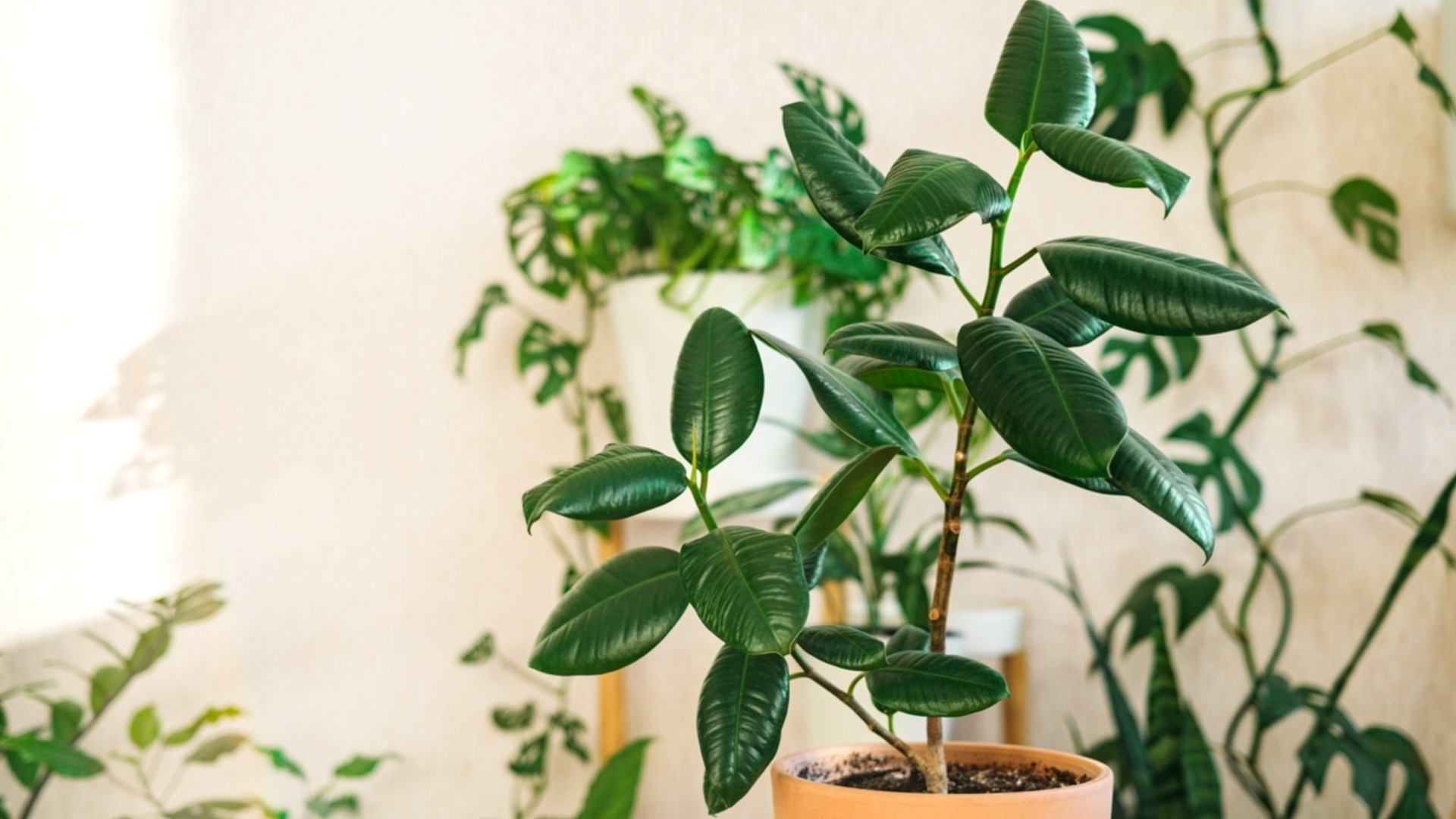 Как сохранить листья комнатного растения зимой